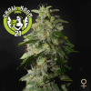 Money Maker Feminized - Strain Hunters