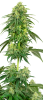 Strawberry Kush Feminised - White Label Seeds