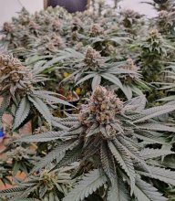 (Bild für) Strawberry Shortcake Auto Feminised Seeds