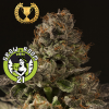 Strawberry Sour Diesel Feminised - Devil's Harvest Seeds