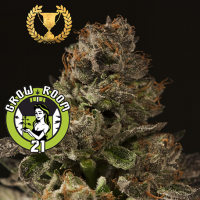 Strawberry Sour Diesel Feminised - Devil's Harvest Seeds