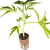 (image for) US-Kali Cannabis Clones Strawberry Guave – Bloom Seed Co