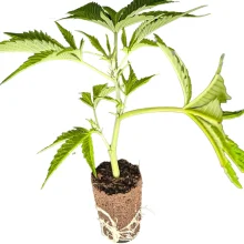 (Bild für) US-Kali Hanfstecklinge Strawberry Guave – Bloom Seed Co