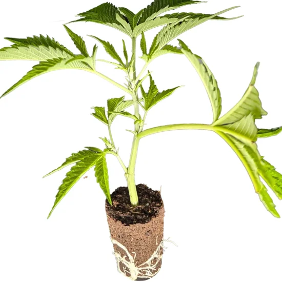 (Bild für) US-Kali Hanfstecklinge Strawberry Guave – Bloom Seed Co
