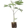 (image for) US-Kali Cannabis Clones Studio 54 – Deep East Farms x Doja Pak