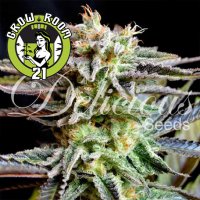 Sugar Black Rose Feminised - Delicious Seeds