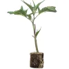 (image for) Cannabis Clones Super Cheese – Trikoma Seeds