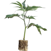 (Bild für)  Super Buff Cherry #26 - GMLS Breeder Cut 