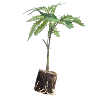 (Bild für)  Super Lemon Haze - Greenhouse Seeds 