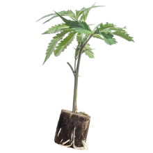 (image for)  Super Lemon Haze - Greenhouse Seeds 