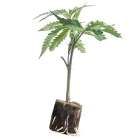 Boutures de cannabis Super Lemon Haze – Green House Seeds
