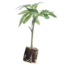 (Bild für) Hanfstecklinge Super Lemon Haze – Green House Seeds