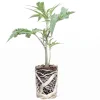 (Bild für) Hanfstecklinge Super Silver Haze – Green House Seeds