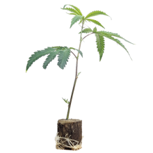 (image for)  Super Silver Haze - Green House Seeds 