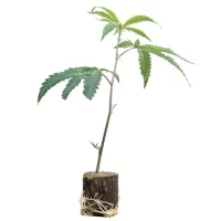 Boutures de cannabis Super Silver Haze – Green House Seeds