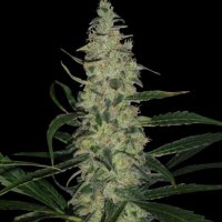 Super Skunk Feminised - Spliff Seeds