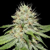 Sweet 'n Sour Indoor Feminised - Spliff Seeds