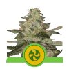 Sweet ZZ Automatic Feminised - Royal Queen Seeds