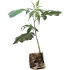 (image for) Cannabis Clones Sweet Zensation – Sweet Seeds