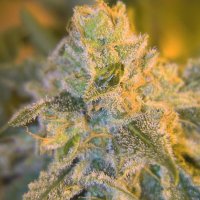 Sweet 'n Sour Outdoor Feminised - Spliff Seeds