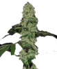 Tangerine Dream Automatic Feminised - Barney's Farm