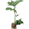 Total Cheese - Trikoma Seeds