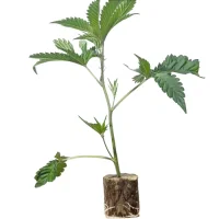 Boutures de cannabis Train Wreck – Humboldt Seeds