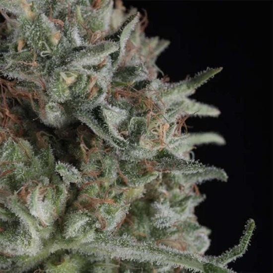 (image for) BULK Seeds - Critical+ - Trikoma Seeds