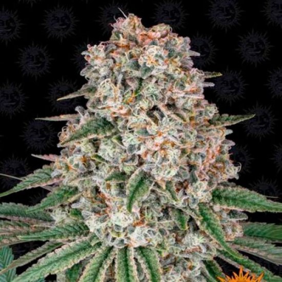 (image for) BULK Seeds - Tropicana Banana - Barneys Farm