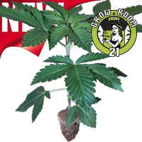 Automatic seedlings - Auto Tropicana Cookies - 420 Fast Buds