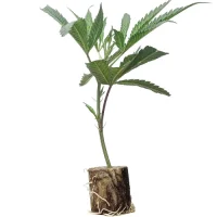 Boutures de cannabis Tropicanna Poison – Sweet Seeds