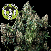 Tutankhamon Feminised - Pyramid Seeds