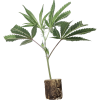 Tutankhamon - Pyramid Seeds