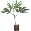 (image for) Cannabis Clones Tutankhamon – Pyramid Seeds