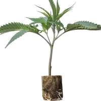Esquejes de cannabis US-Cali Apple Fritter – Lumpys Cut