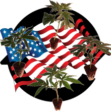 (image for) US-Kali Cannabis Clone Strain Mix