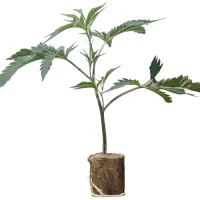 Boutures de cannabis Wappa – Paradise Seeds