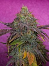 (Bild für) Watermelon Zkittlez Feminised Seeds