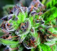 Watermelon Zkittlez Feminised - Pyramid Seeds