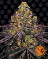 Watermelon Zkittlez Automatic Feminised- Barneys Farm