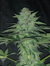 (Bild für) Wedding Cake Feminised Seeds