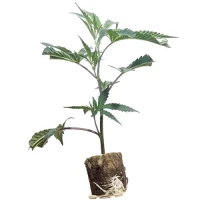 Esquejes de cannabis US-Kali Cap Junkies – Seedjunkys Genetics