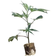 (Bild für) US-Kali Hanfstecklinge Cap Junkies – Seedjunkys Genetics
