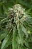 White Siberian Feminised - Dinafem Seeds