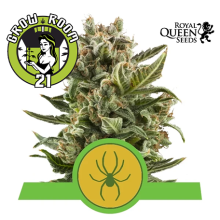 White Widow Automatic Feminised - RQS