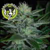 White Widow Feminised - Pyramid Seeds