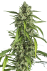 White Widow XXL Automatic Feminised - Dinafem