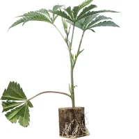 Boutures de cannabis White Russian – Serious Seeds