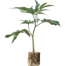 (Bild für) Hanfstecklinge White Widow – Pyramid Seeds