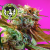 Wild Rose Feminised - Sweet Seeds